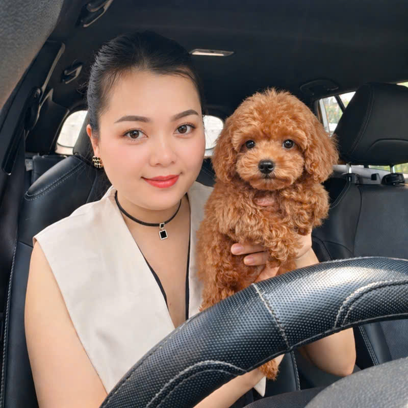 Chó Poodle – PM 16890